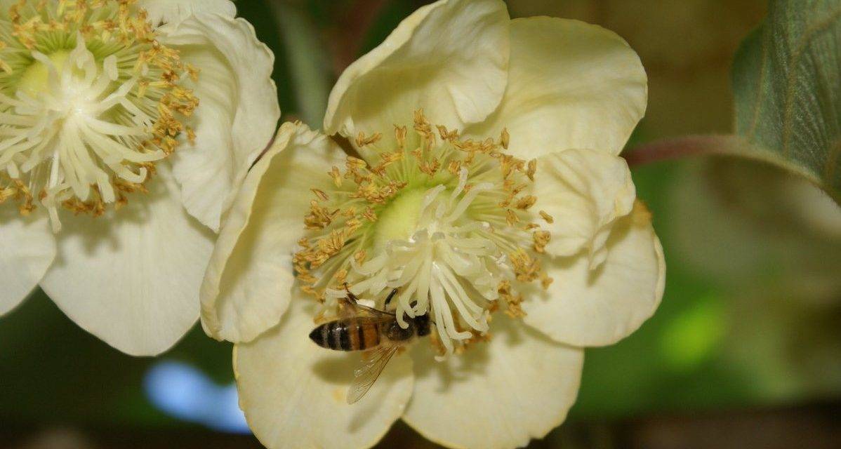 Scientists are cracking the code to kiwifruit pollination success using a “digital twin”