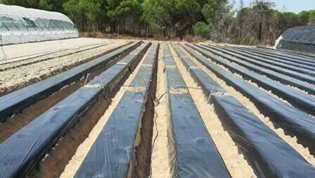 Ifapa recomienda el uso de plásticos TIF para reducir la dosis de fumigantes del suelo en explotaciones freseras