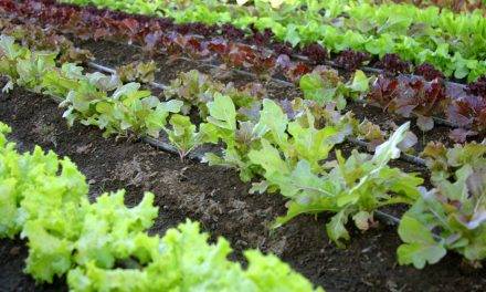 Estruvita, el biofertilizante obtenido a partir de aguas residuales