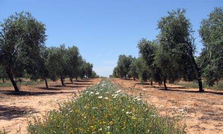 El uso de cubiertas vegetales en la lucha contra Xylella fastidiosa