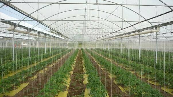 Rafia biodegradable: por una horticultura más sustentable