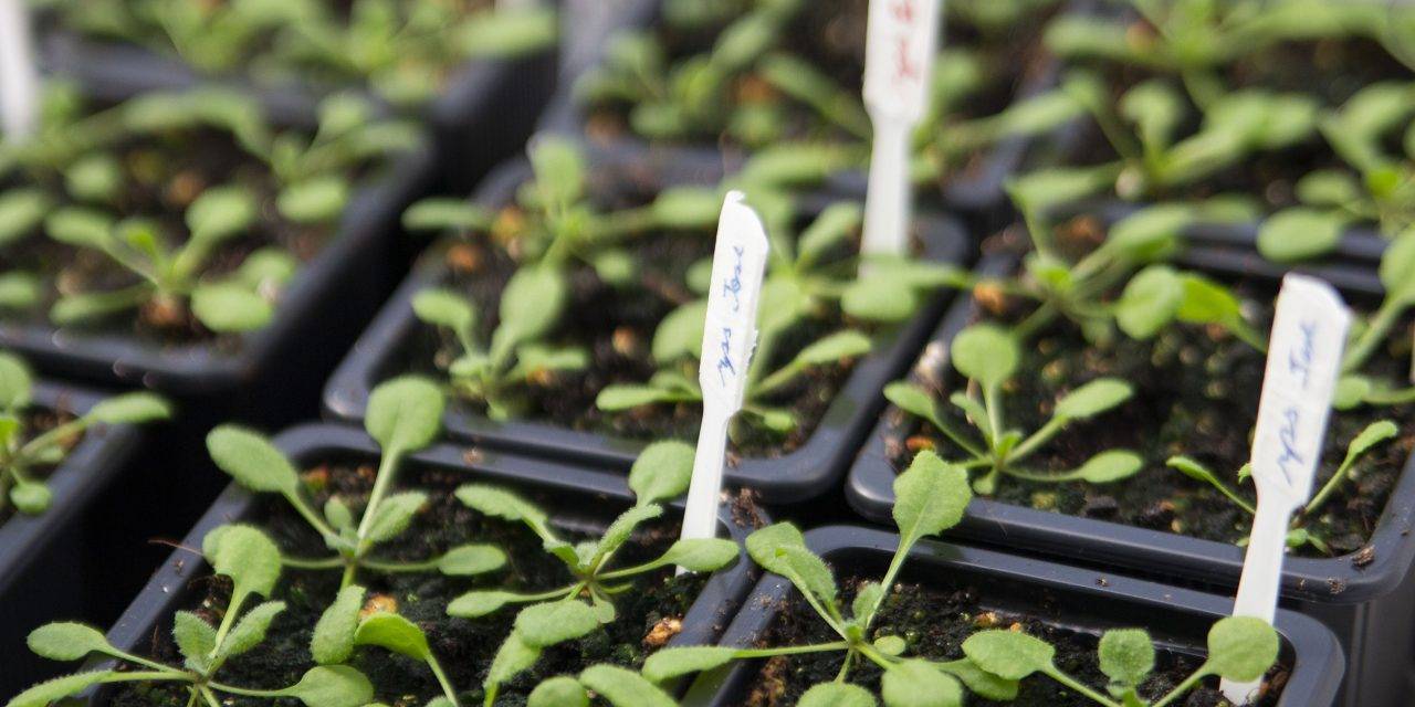 La sanidad vegetal en la semana de la ciencia