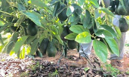 Mission Produce se une a Eurosemillas en innovadora plataforma internacional de aguacate Green Motion