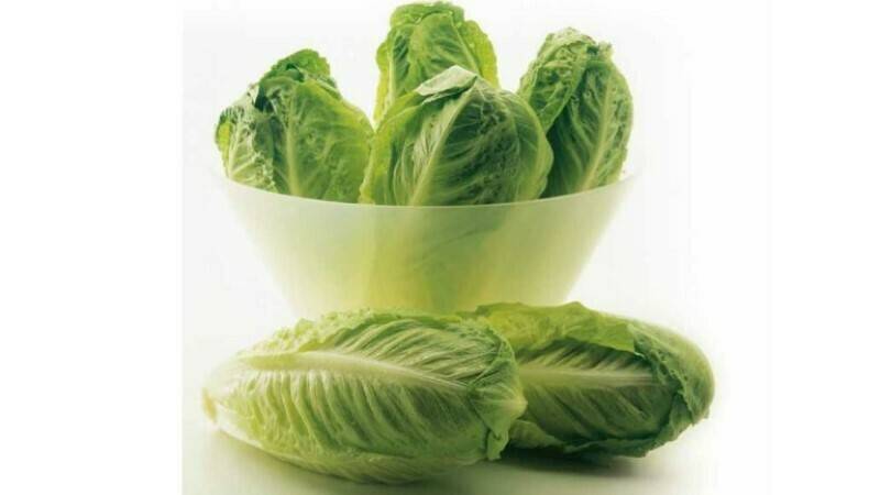 Innovación y sostenibilidad en brássicas y ensaladas en Syngenta