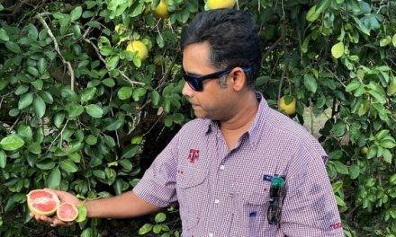 Texas A&M AgriLife researchers make a breakthrough in fighting agricultural plant diseases