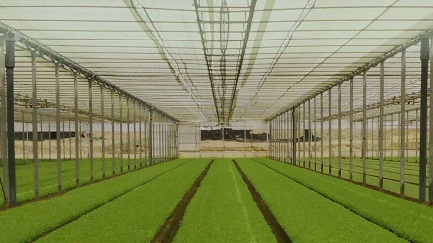 Control climático en invernaderos con pantallas Robuxta de Arrigoni