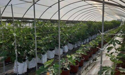 Cultivo intensivo de higuera en invernadero
