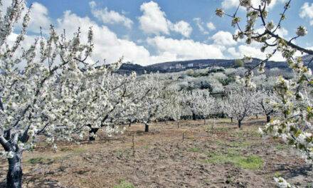 Cultivo de cerezo: el riego deficitario controlado, mejora el rendimiento en cantidad y calidad