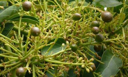 Cultivo de aguacate: reducir la cantidad de flores aumenta el total de frutos a cosecha