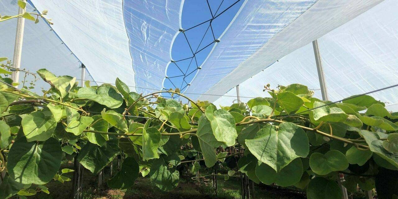 Sweet cherry, effective and tested solutions from Arrigoni