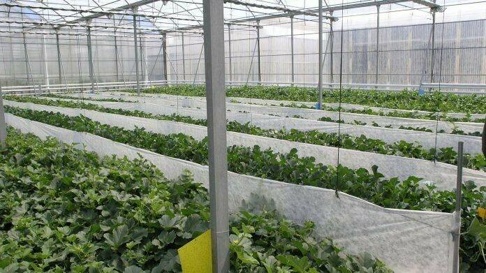 Control climático en invernaderos: la UAL lleva a la práctica una década de teoría