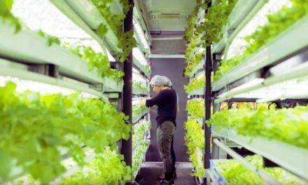 Hidroleaf, el proyecto de producción hortícola en contenedores marítimos