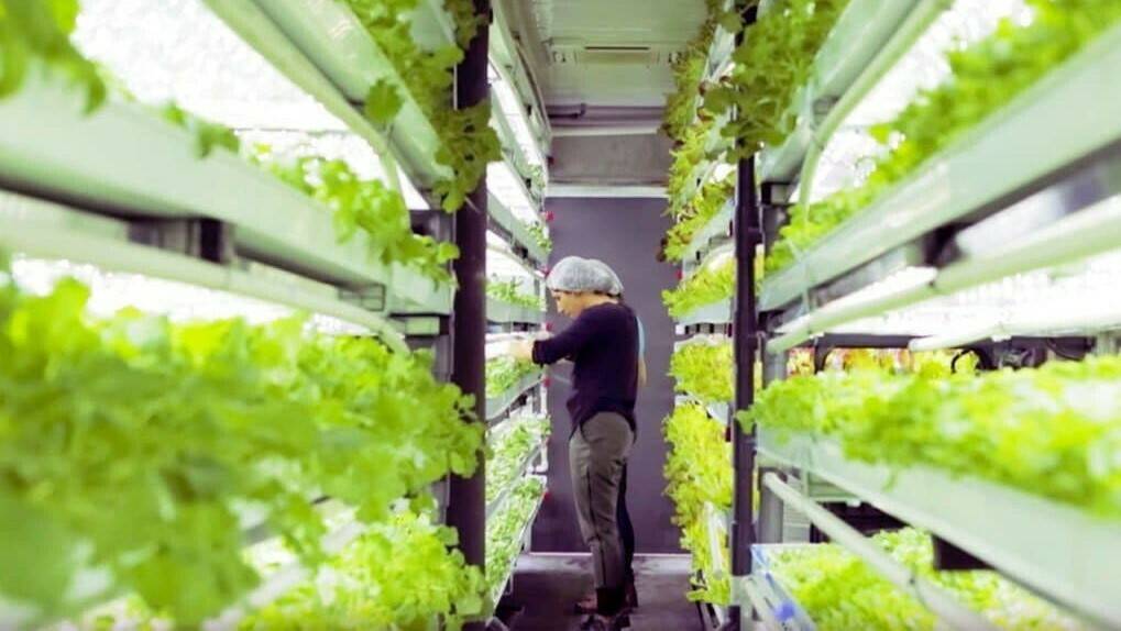 Hidroleaf, el proyecto de producción hortícola en contenedores marítimos
