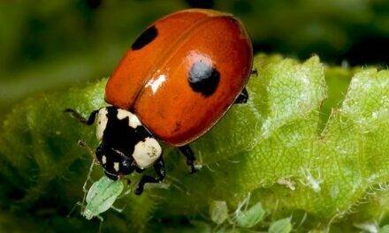 Nueva guía de campo: Artrópodos de los invernaderos hortícolas