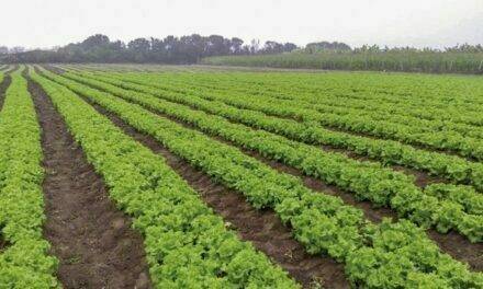 Para suelos cansados, la solución es NEMA 300 WW de Agriges