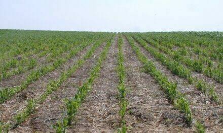 La UE incluye la agricultura de conservación en el listado de eco-esquemas, pero ¿Qué hay de la siembra directa?