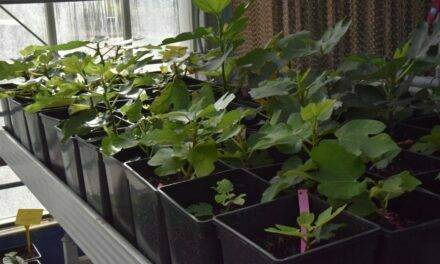 Cultivo de higo: Un proyecto seleccionará variedades resistentes a sequía y suelos salinos