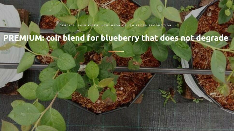 Coir blend for blueberry that does not degrade
