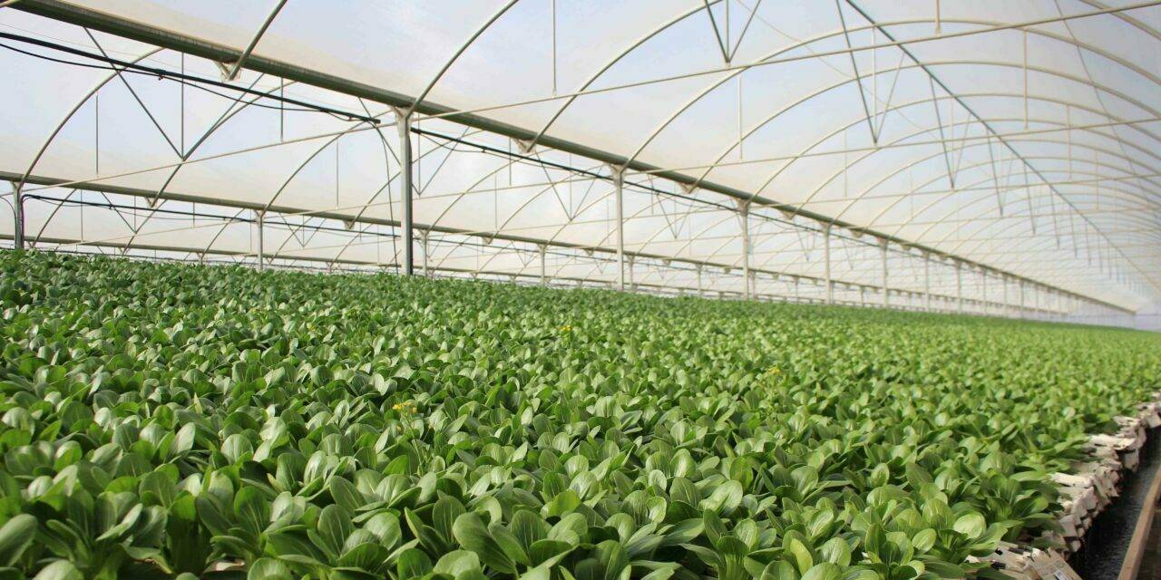 Cultivos hidropónicos, la apuesta de Primaflor por una agricultura más sostenible