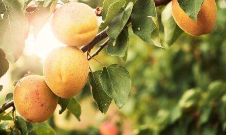 Certis: soluciones Bio-racionales para la prevención y control de las principales enfermedades en frutales de hueso y pepita