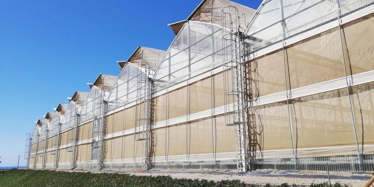 Una empresa agrícola aumenta su producción de cherry en el año más difícil