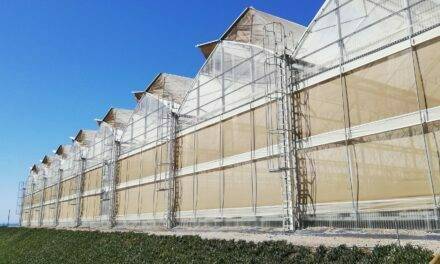 Una empresa agrícola aumenta su producción de cherry en el año más difícil