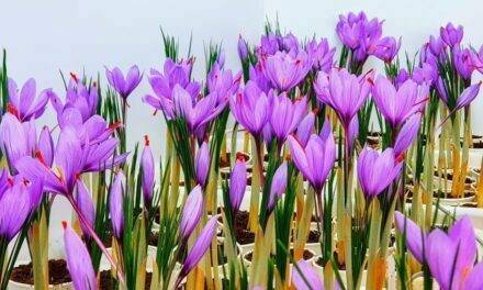 Hidroponía actual, el paso hacia la 2a Gran Revolución Verde