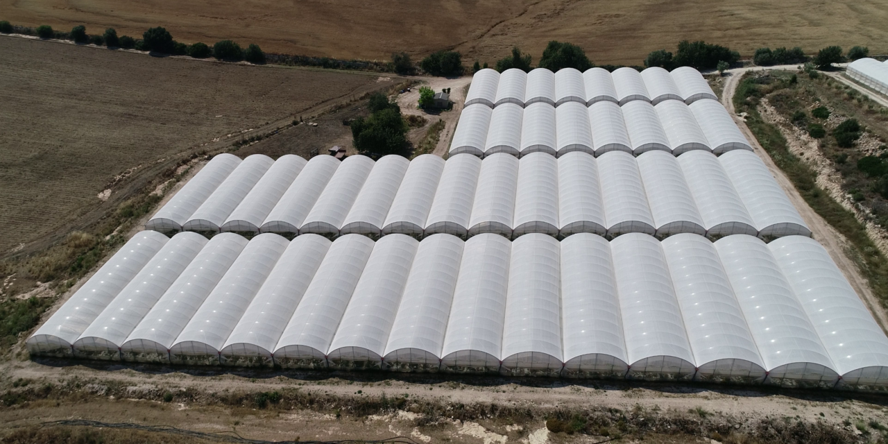 Protección de cultivos: conoce el escudo termorreflectante de Arrigoni que mejora el rendimiento