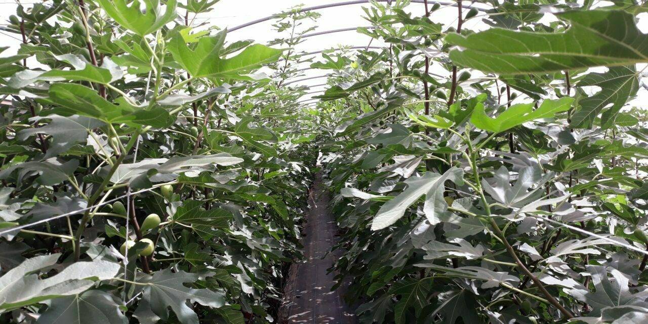 Producción sostenible y superintensiva de frutales bajo invernadero
