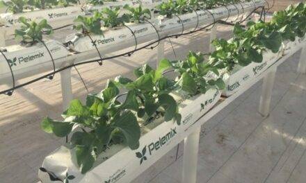 El cultivo de colilflor bajo estrés mejora su valor nutricional