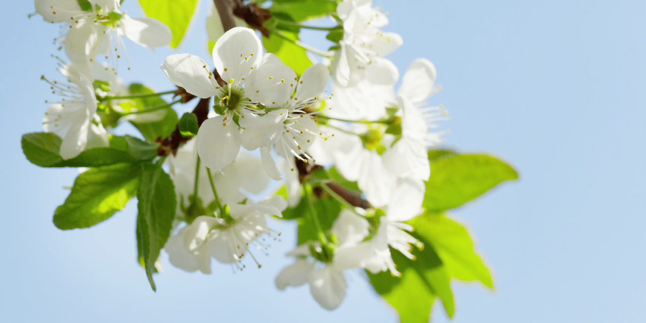 Asegura la mejor floración y cuajado de frutos con Promofruit BZ de Agriges