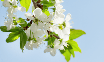 Asegura la mejor floración y cuajado de frutos con Promofruit BZ de Agriges