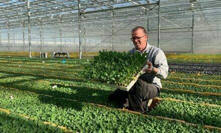 Europa: la temporada de coles ya está en marcha