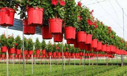 Identifican la bacteria que afecta a la dipladenia y los síntomas que se producen en las plantas infectadas