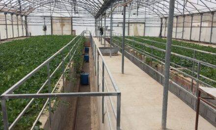 Contaminación y extremos climáticos, objetivos del Grupo de Horticultura del IMIDA