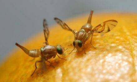 La mosca de la fruta, una especie tan dañina como sorprendente