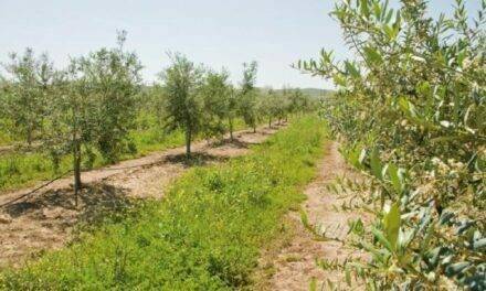 Sostenibilidad y rentabilidad, fáciles de alcanzar con una agricultura de conservación