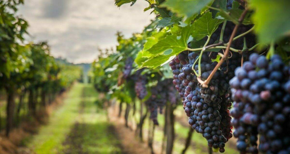 La adaptación climática, una estrategia desarrollada en el proyecto VISCA