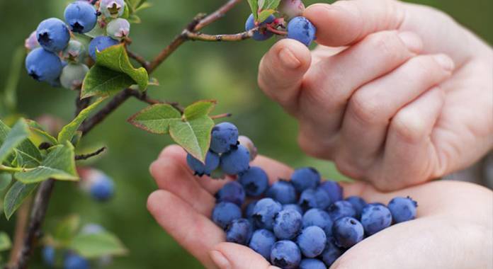 Ritec estará presente en el XX Seminario Internacional de Blueberries en México