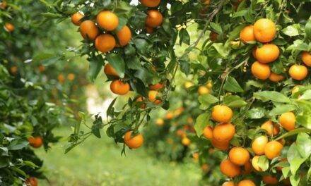 Phylgreen, el bioestimulante de Tradecorp que se anticipa al estrés