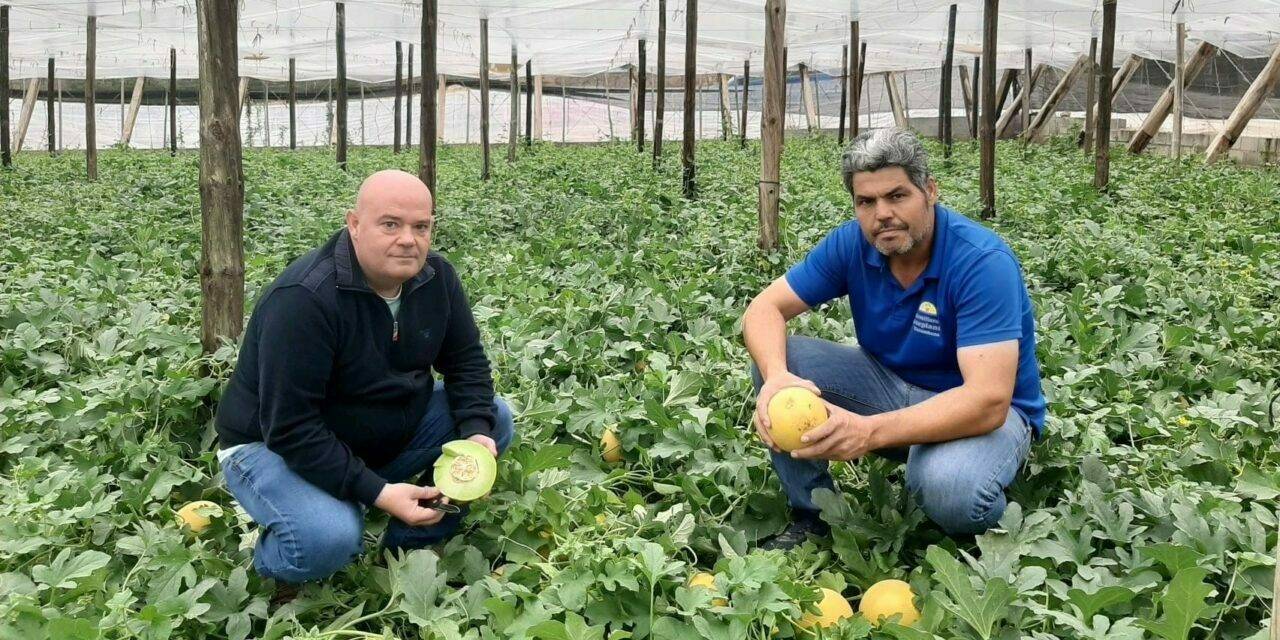 Grazalema, el nuevo melón galia de Semillas Fitó