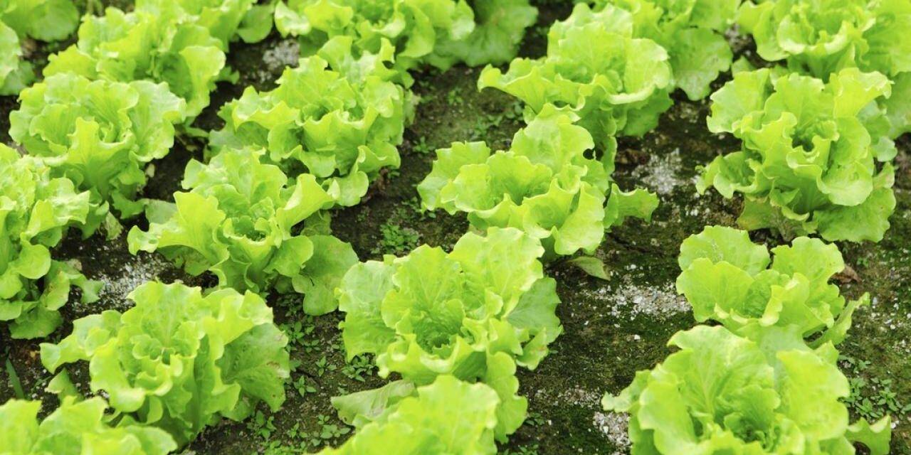Identifican una nueva raza de Bremia lactucae: Bl: 37EU