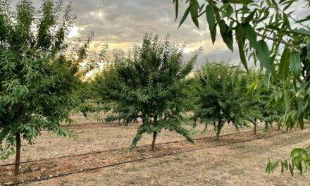 Agricultura y energía fotovoltaica, la simbiosis perfecta