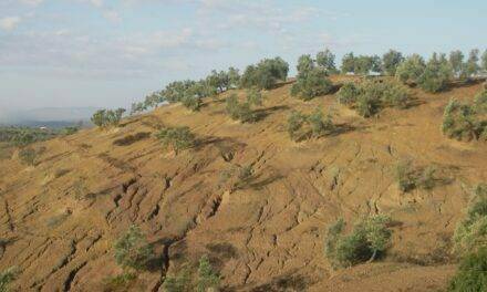 Control de cárcavas en zonas agrícolas del sur de España