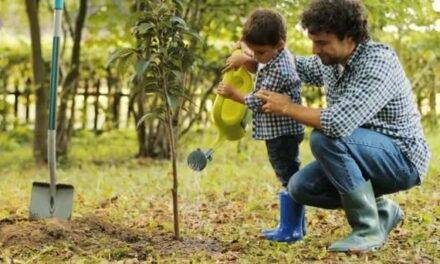 Do we really know how to water a tree?