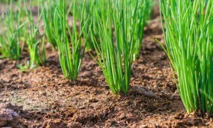 Agricultura de Conservación: excelente oportunidad para afrontar los retos presentes y futuros de la agricultura