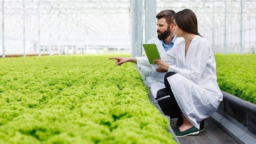 Fertirriego: interpretación de la información para la toma de decisiones