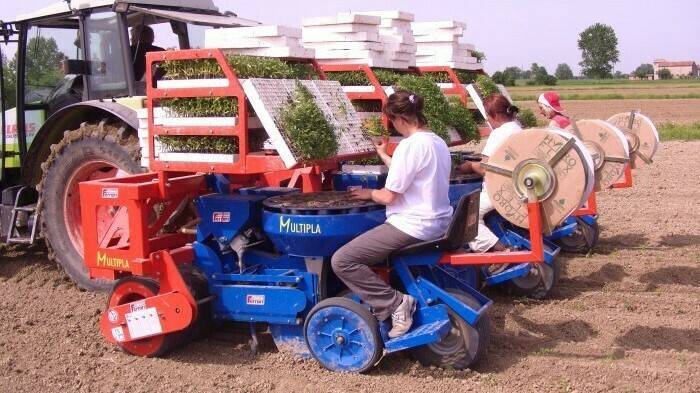Multipla, la trasplantadora para una gran variedad de cultivos hortícolas