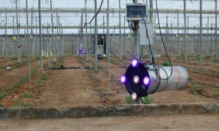 Biocaptur S50, la solución para el control de Tuta absoluta en invernaderos