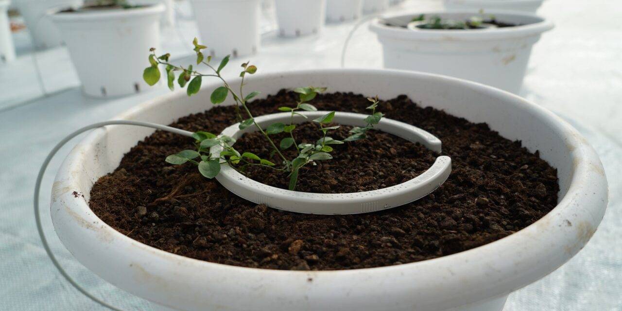 NetBow, la revolución del riego por goteo en maceta